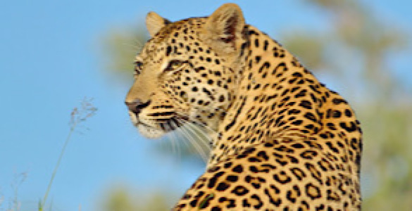 Top African Safari Destinations, Africa Safaris And Tours