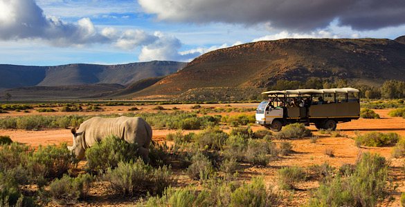 Top African Safari Destinations, Cape Town Safari Day Trips – Big 5 Adventures