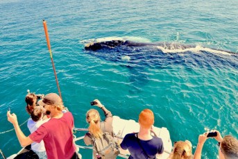 Cape Town, Hermanus Whale Watching Private Tour