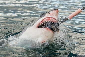 Shark Cage Diving Tour in Gansbaai with Private Transfers from Cape Town