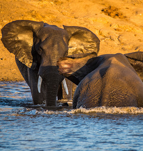 Top African Safari Destinations, Kruger National Park